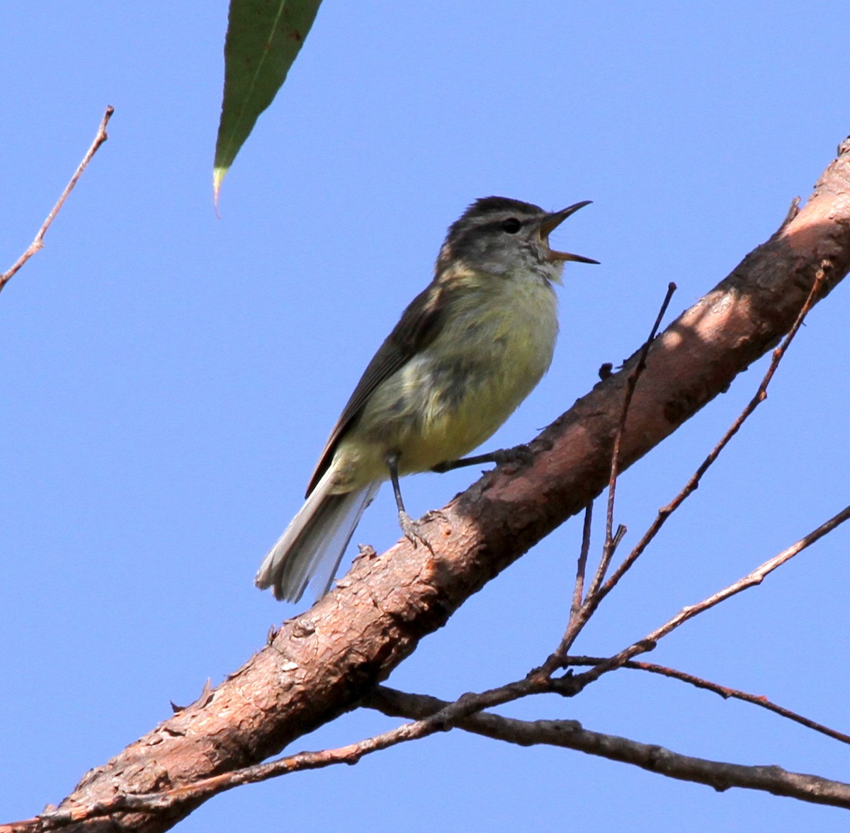 Timor Leaf Warbler (Timor) - ML237611271