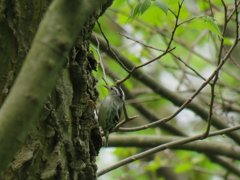 Black-and-white Warbler - Tracy The Birder