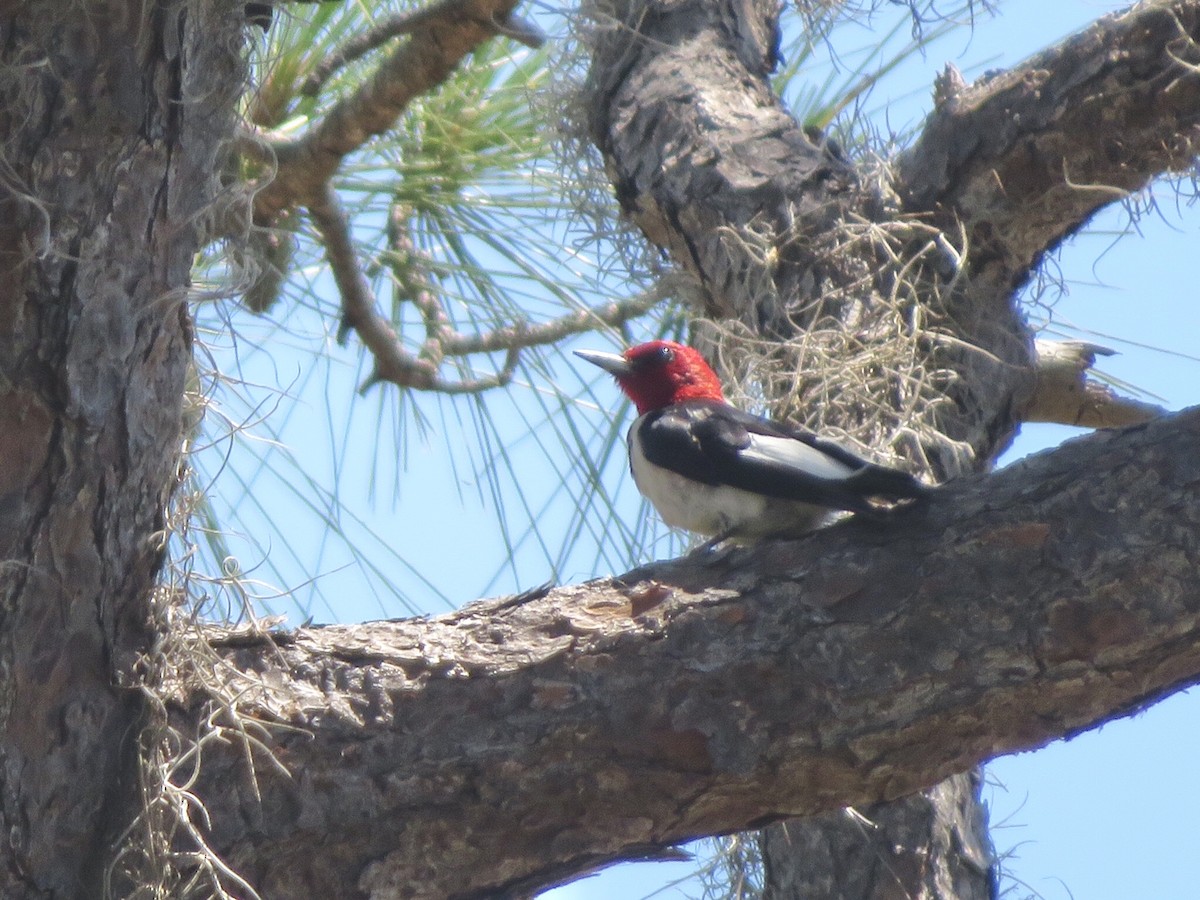 Red-headed Woodpecker - Nicole Seguy