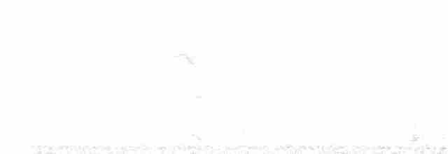 Kanada Kargası (capitalis/bicolor) - ML237616