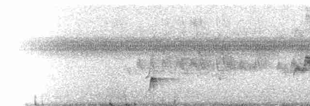 Brown-crested Flycatcher - ML237618
