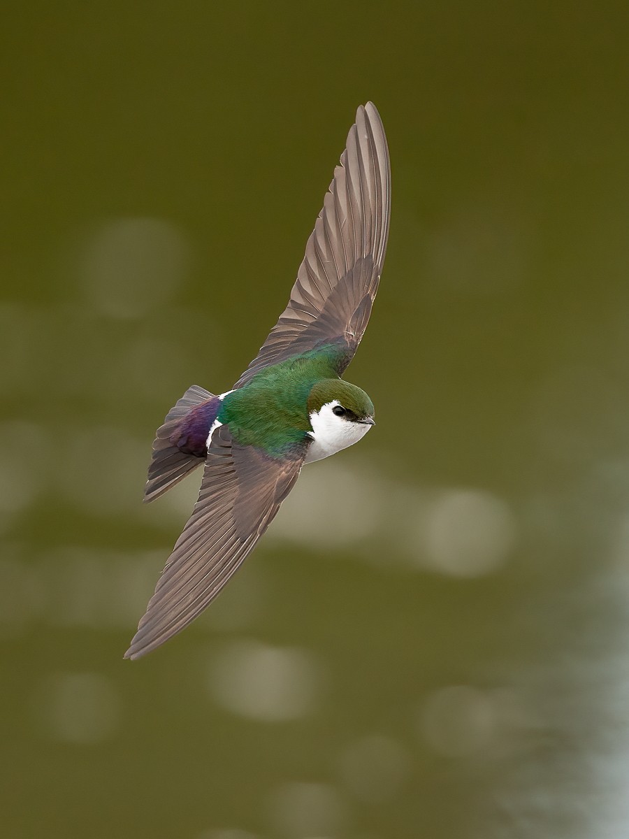 Violet-green Swallow - Geoff Newhouse