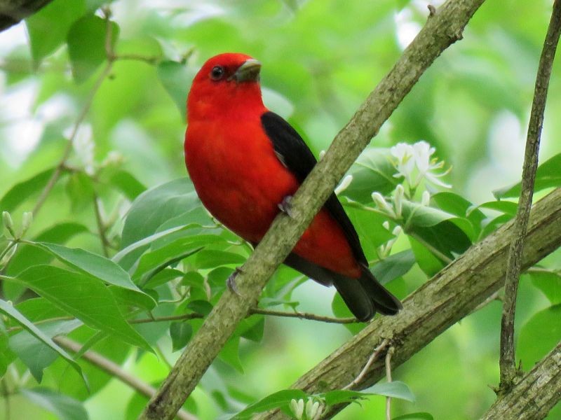 Scarlet Tanager - ML237621071