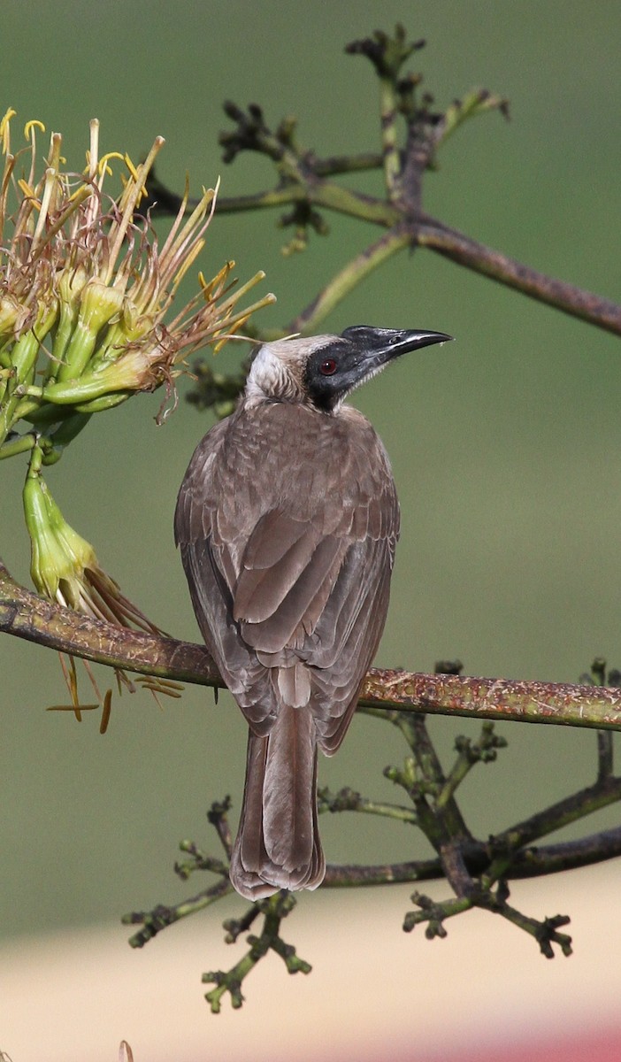 Helmeted Friarbird (Tenggara) - ML237623771