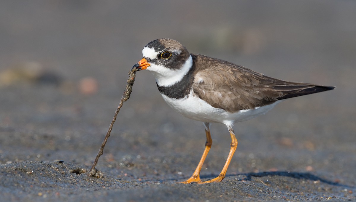 Semipalmated Plover - ML237632101
