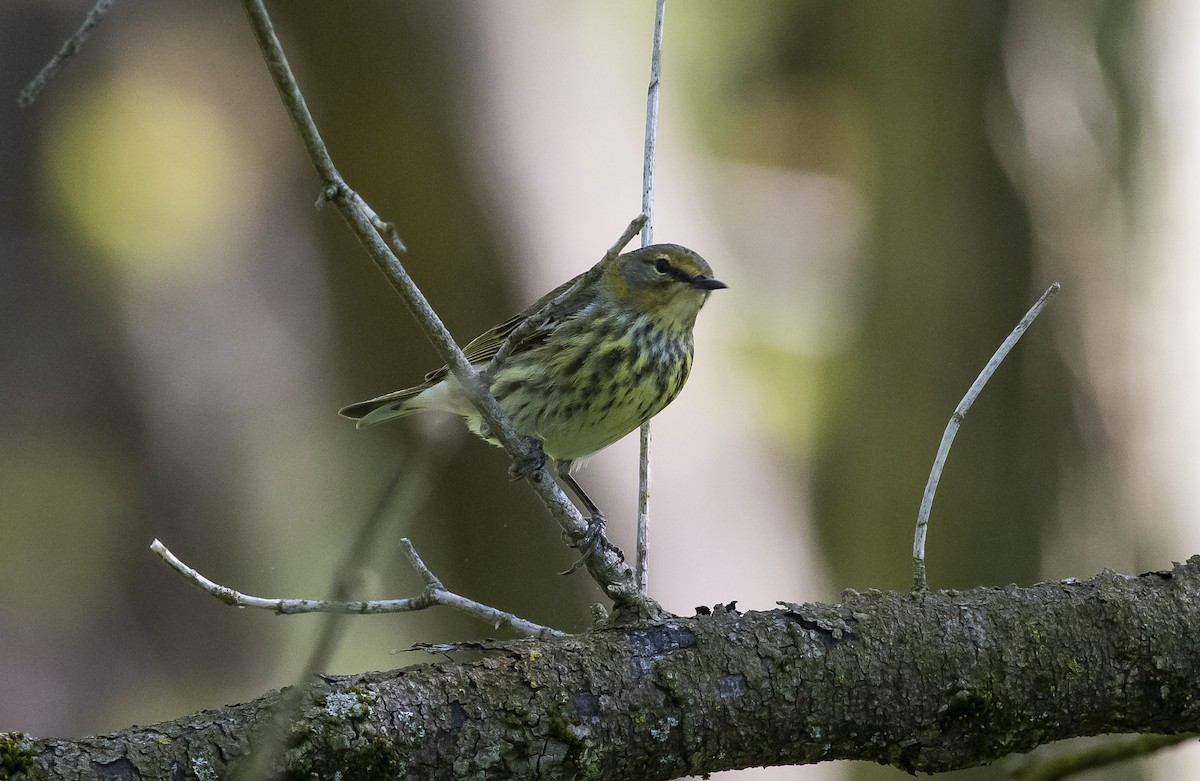 Cape May Warbler - ML237635361
