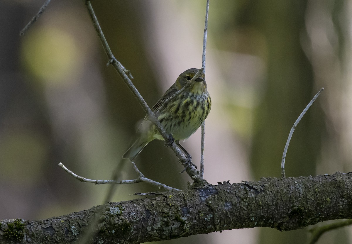 Cape May Warbler - ML237635421