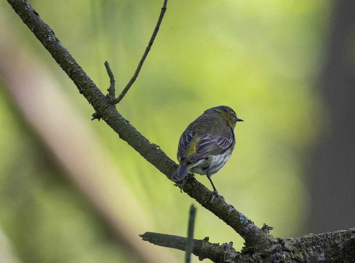 Cape May Warbler - ML237635461