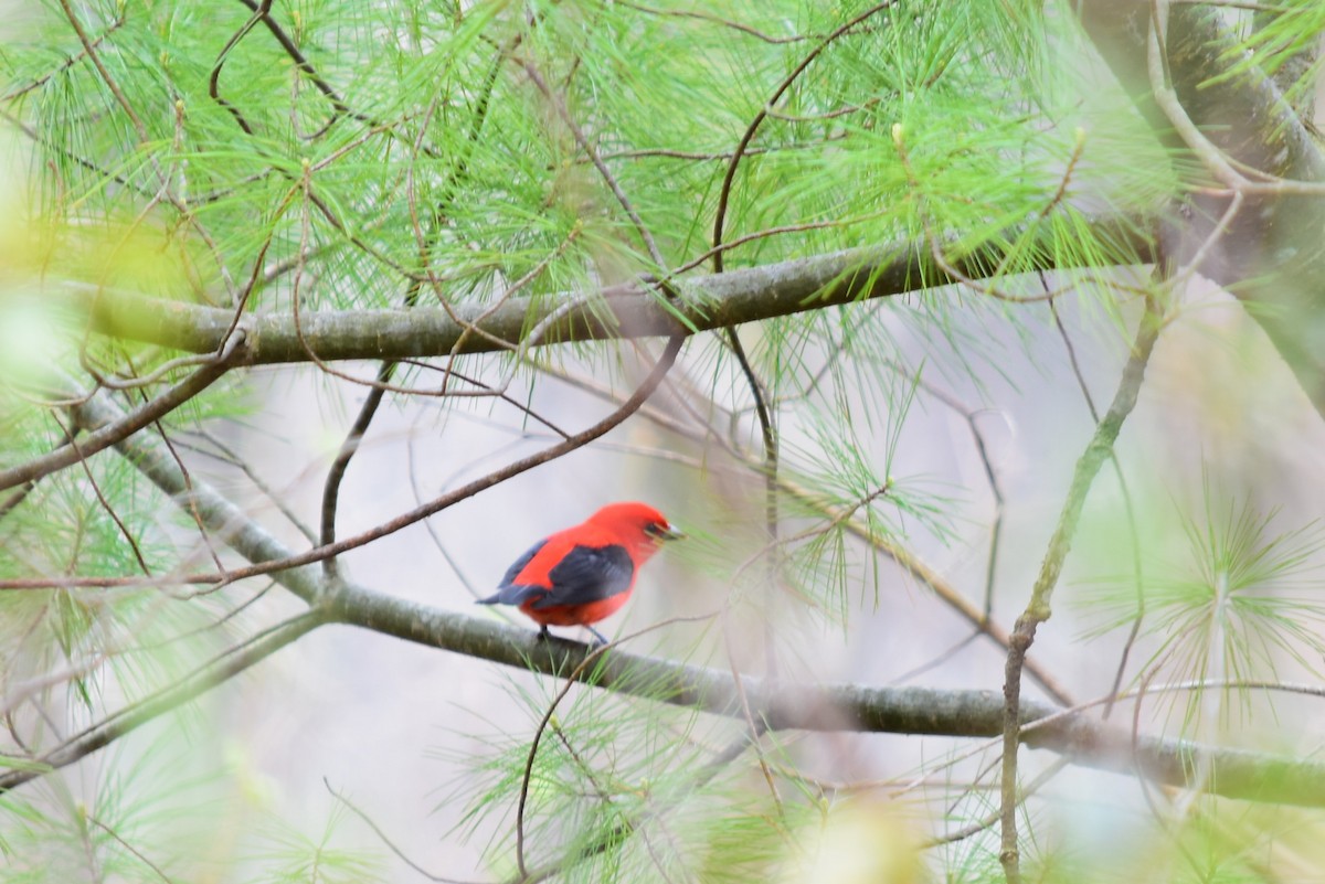 Scarlet Tanager - ML237639111