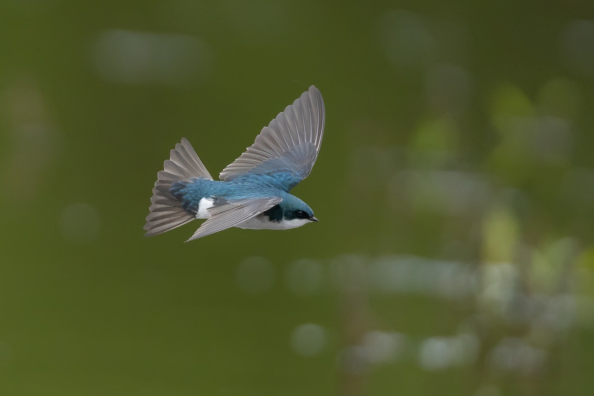 Tree Swallow - Geoff Newhouse