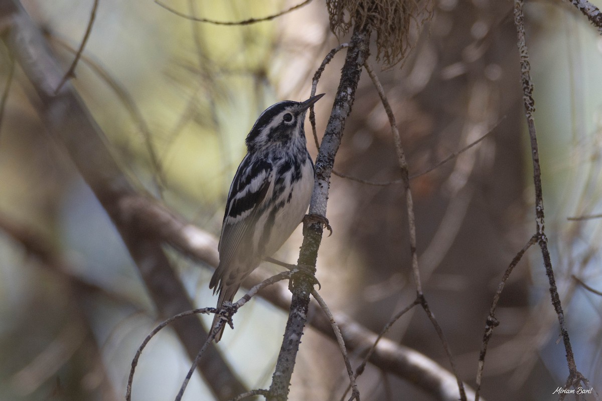 Black-and-white Warbler - ML237641221