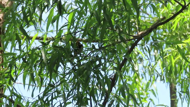 Black-throated Green Warbler - ML237642511