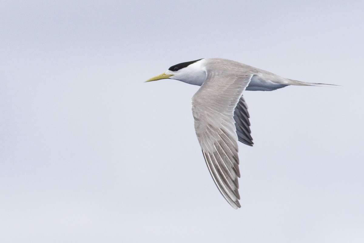 Great Crested Tern - ML23764271