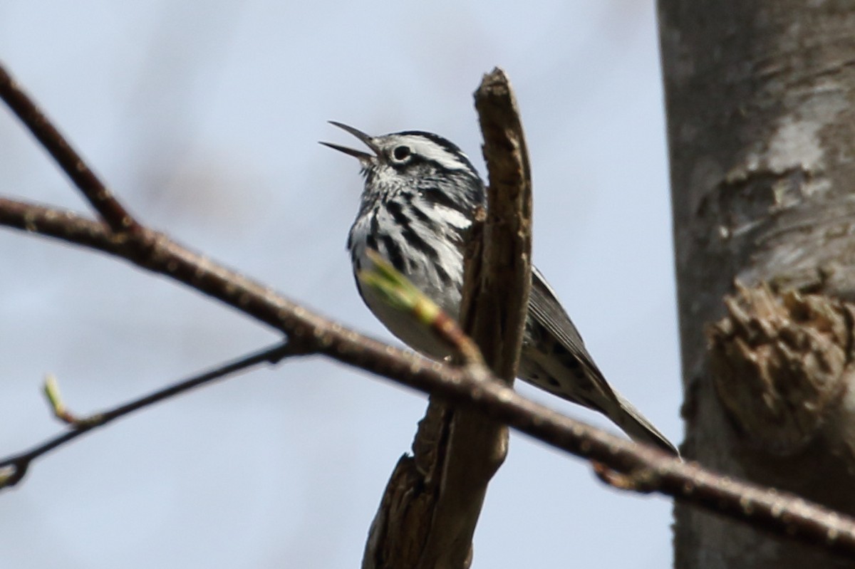 Black-and-white Warbler - ML237642971