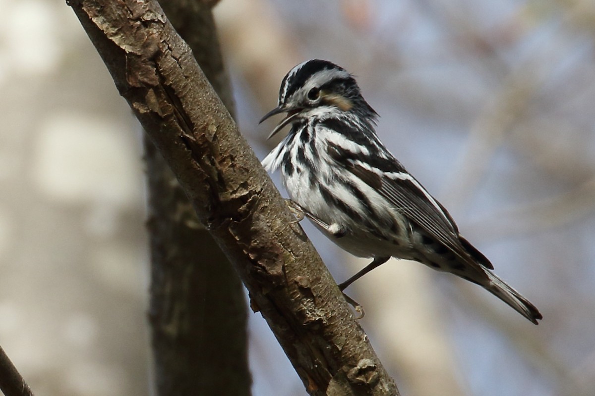 Black-and-white Warbler - ML237643181