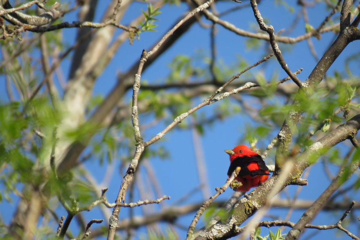 Scarlet Tanager - ML237644691
