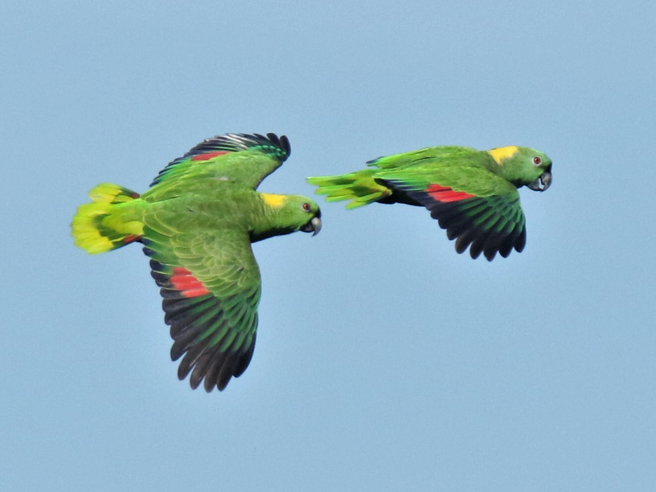 yellow naped amazon parrot