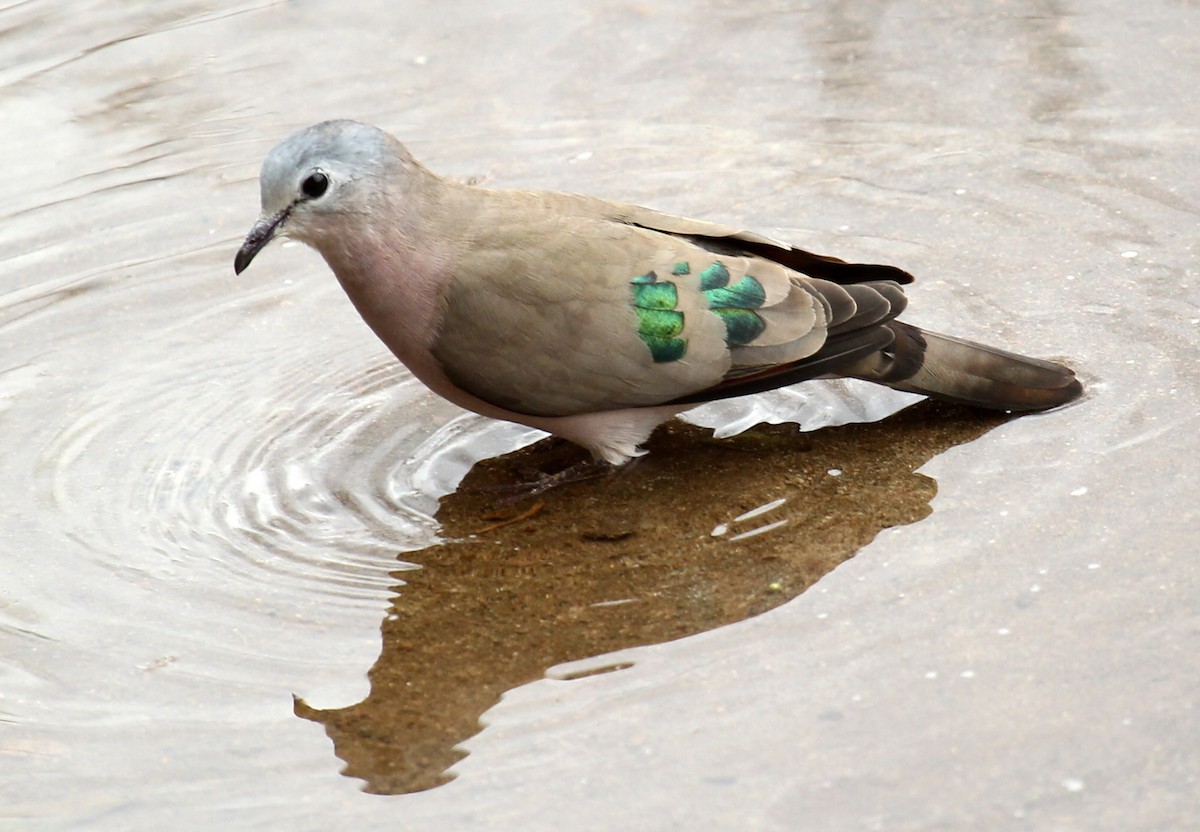 Emerald-spotted Wood-Dove - ML237644901