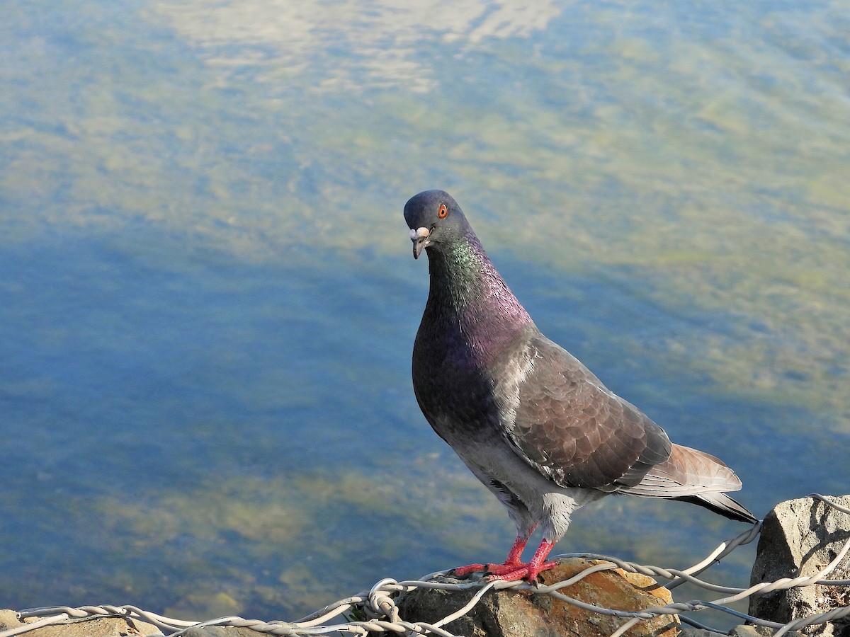 Rock Pigeon (Feral Pigeon) - Carol Ann Krug Graves