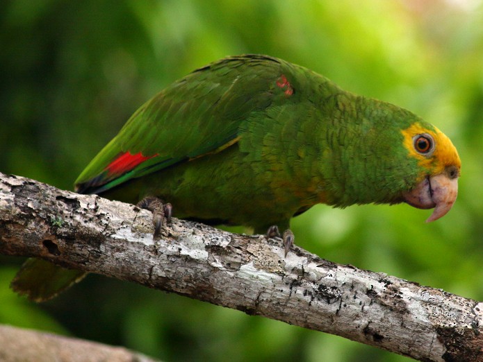 green parrot yellow head