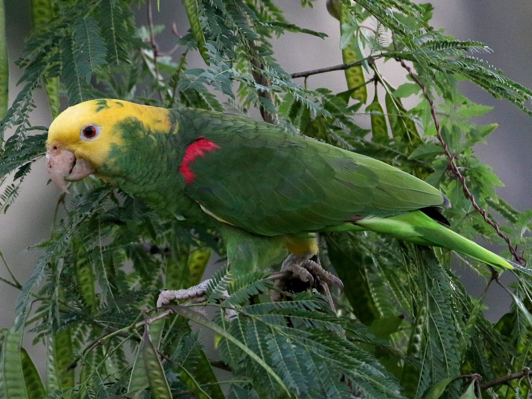 green parrot yellow head