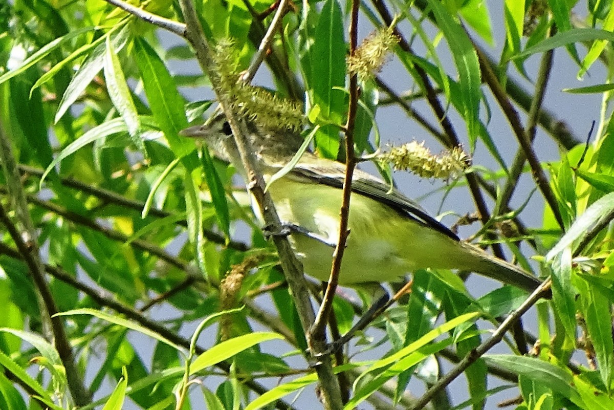 Bell's Vireo - Peter  Dy-Liacco