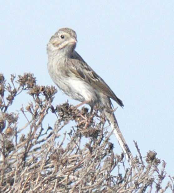 Brewer's Sparrow - SBA County Historical Records