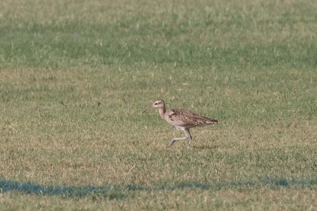 Little Curlew - ML237657201