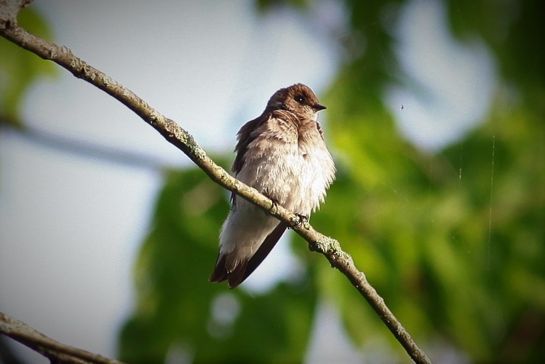 Northern Rough-winged Swallow - ML237658481