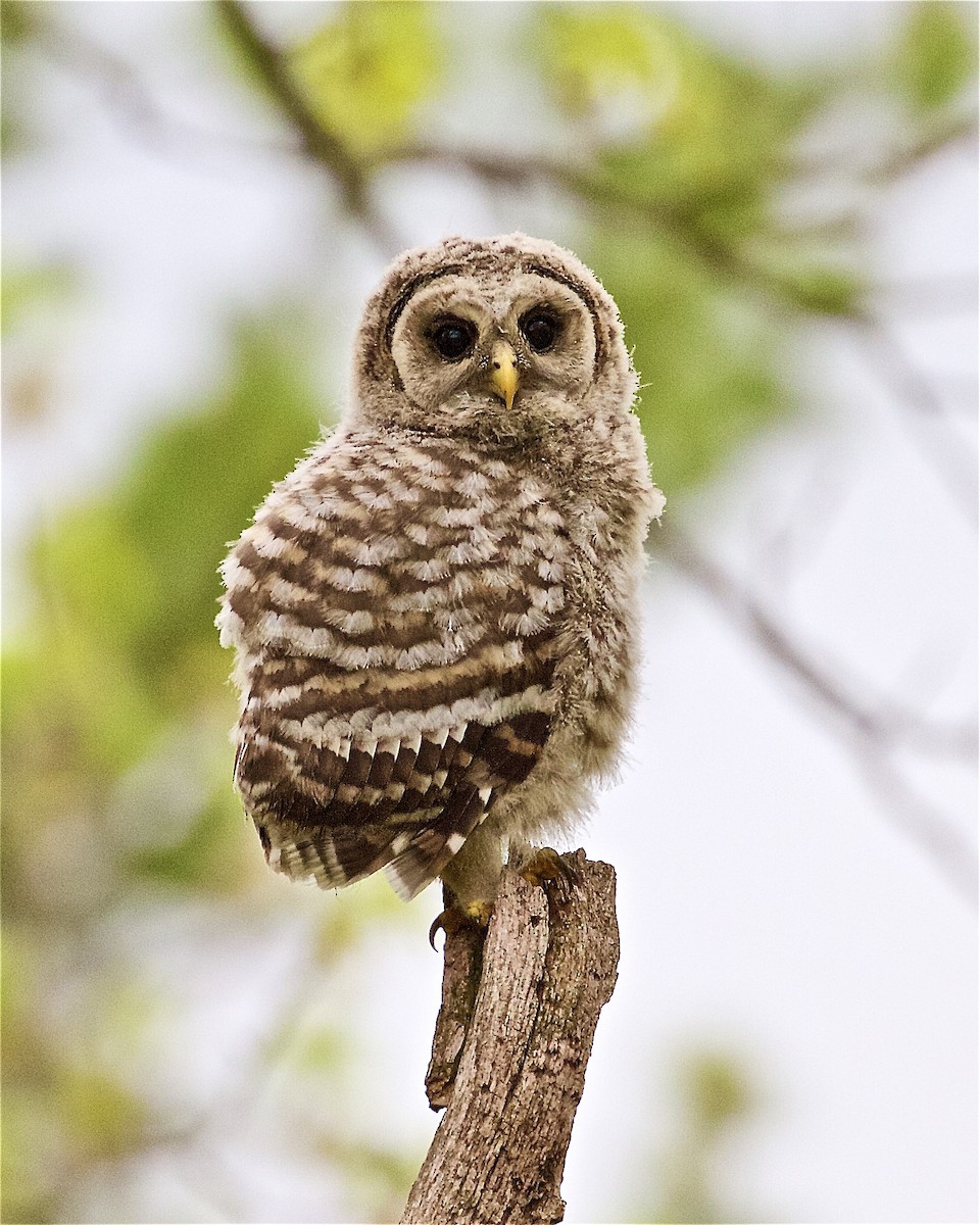 Barred Owl - ML237663191