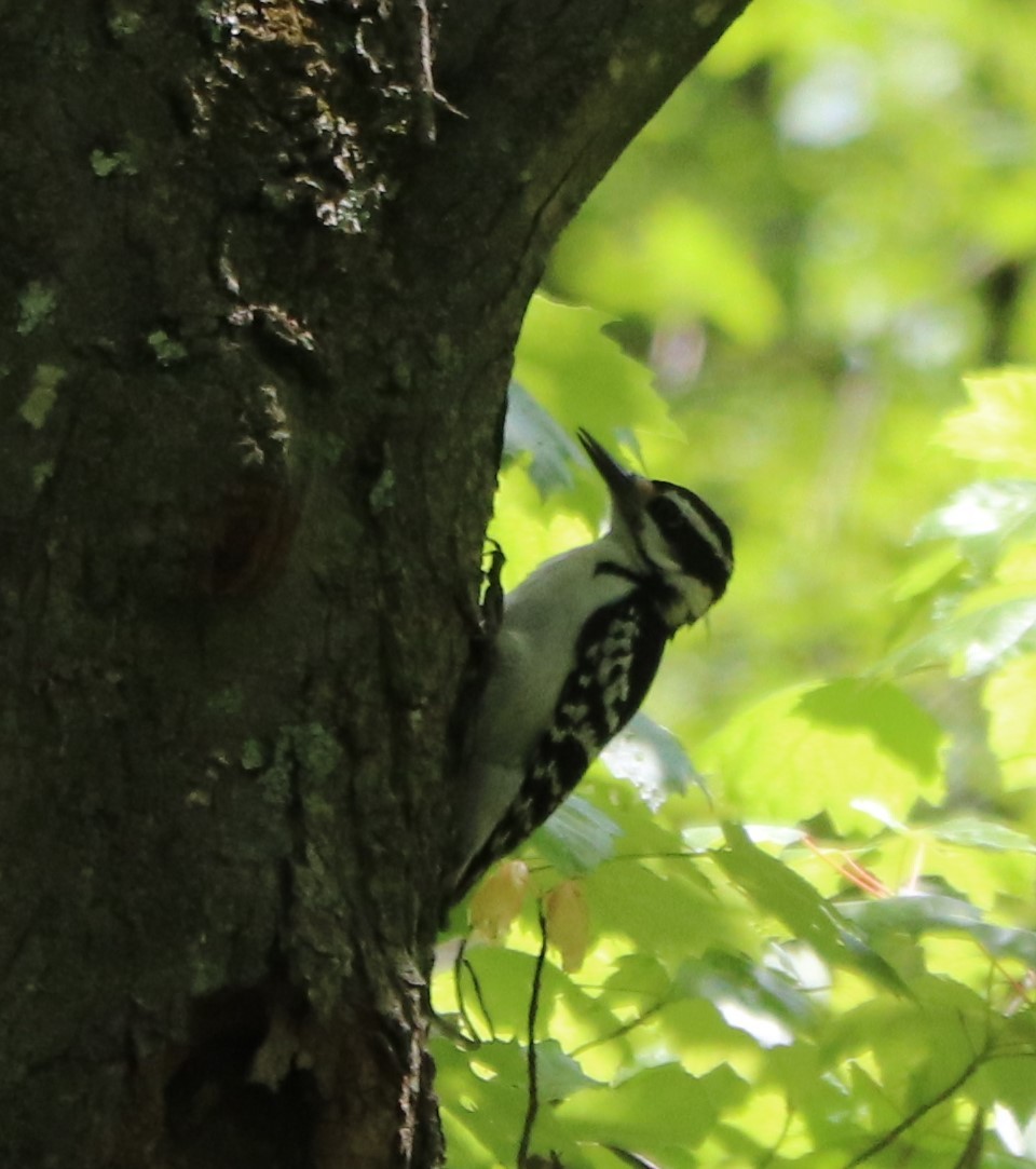 Hairy Woodpecker - valerie heemstra