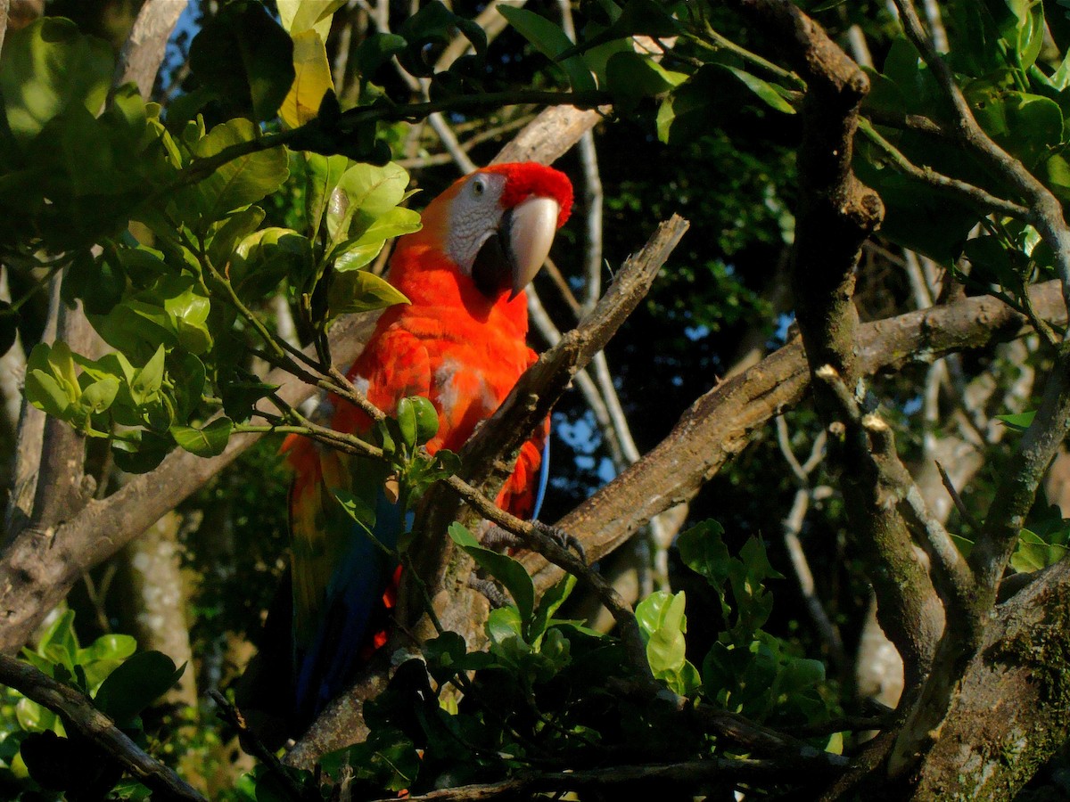 Scarlet Macaw - ML237666571