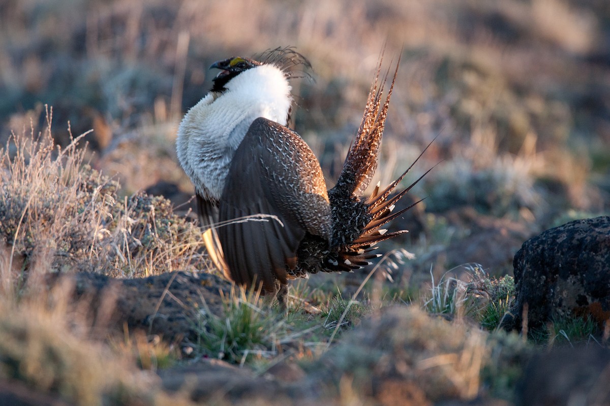 Greater Sage-Grouse - Robert Lewis