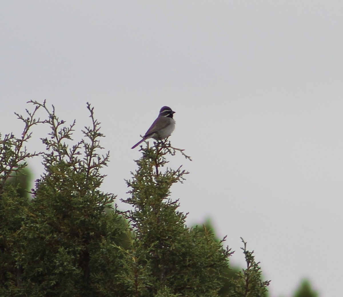 Black-throated Sparrow - ML237675621