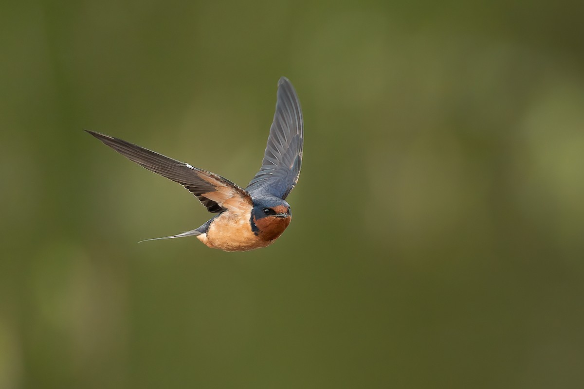 Barn Swallow - Geoff Newhouse