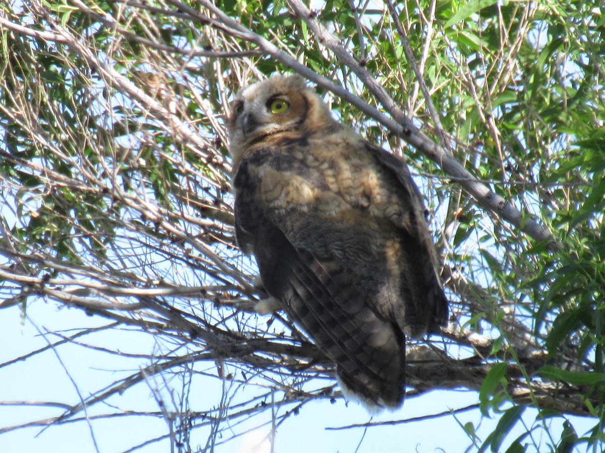 Great Horned Owl - ML237677241