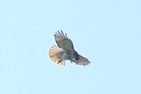 Red-tailed Hawk - ML237685741
