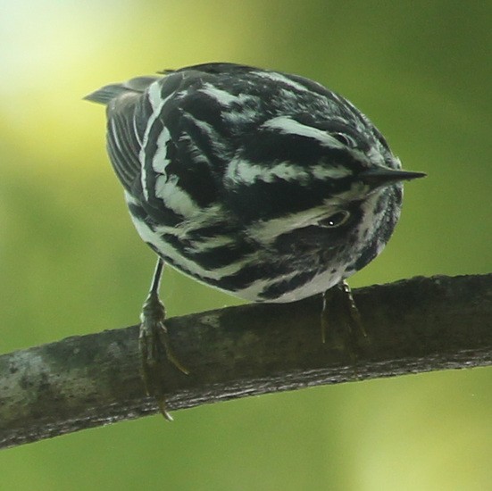 Black-and-white Warbler - ML237686281