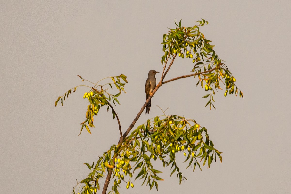 Gray-bellied Cuckoo - Ramesh Desai