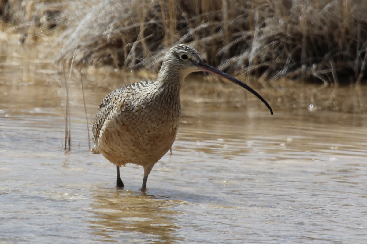 Long-billed Curlew - ML237692971