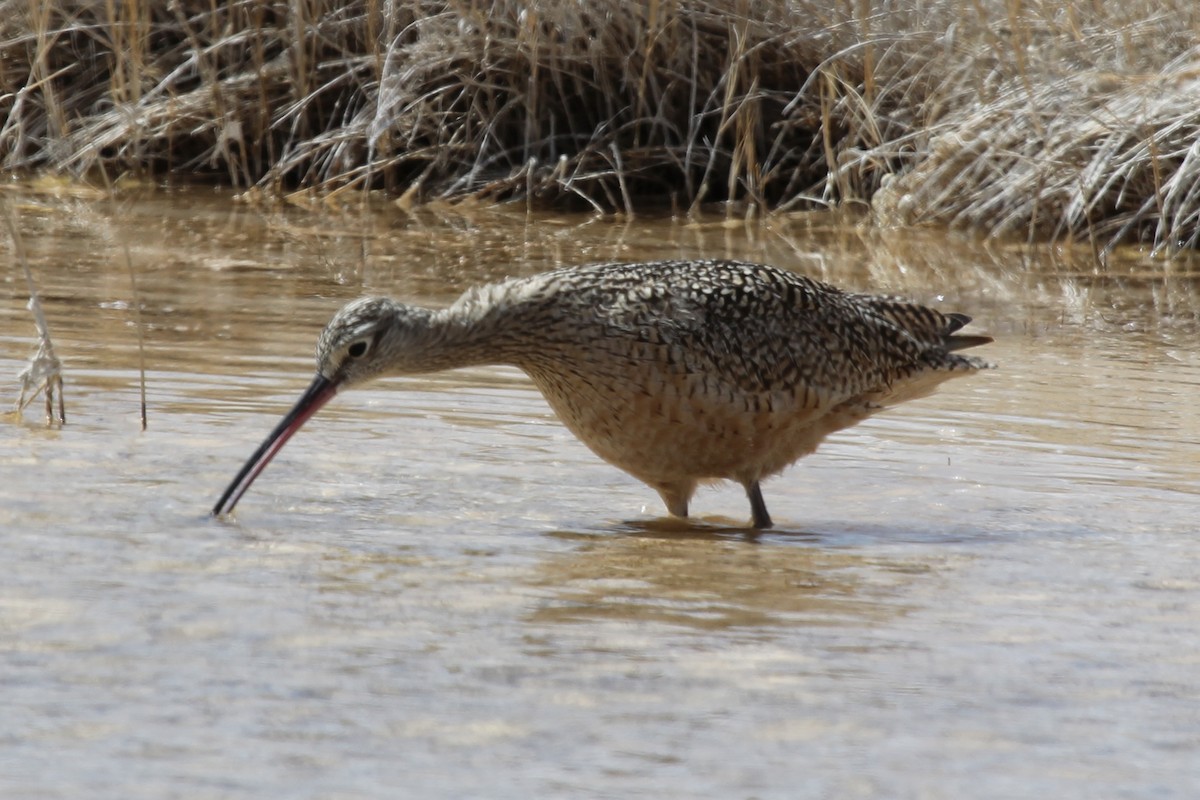 Long-billed Curlew - ML237692991