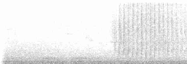 Beringstrandläufer (ptilocnemis) - ML237702