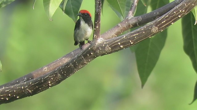 Scarlet-backed Flowerpecker - ML237702221