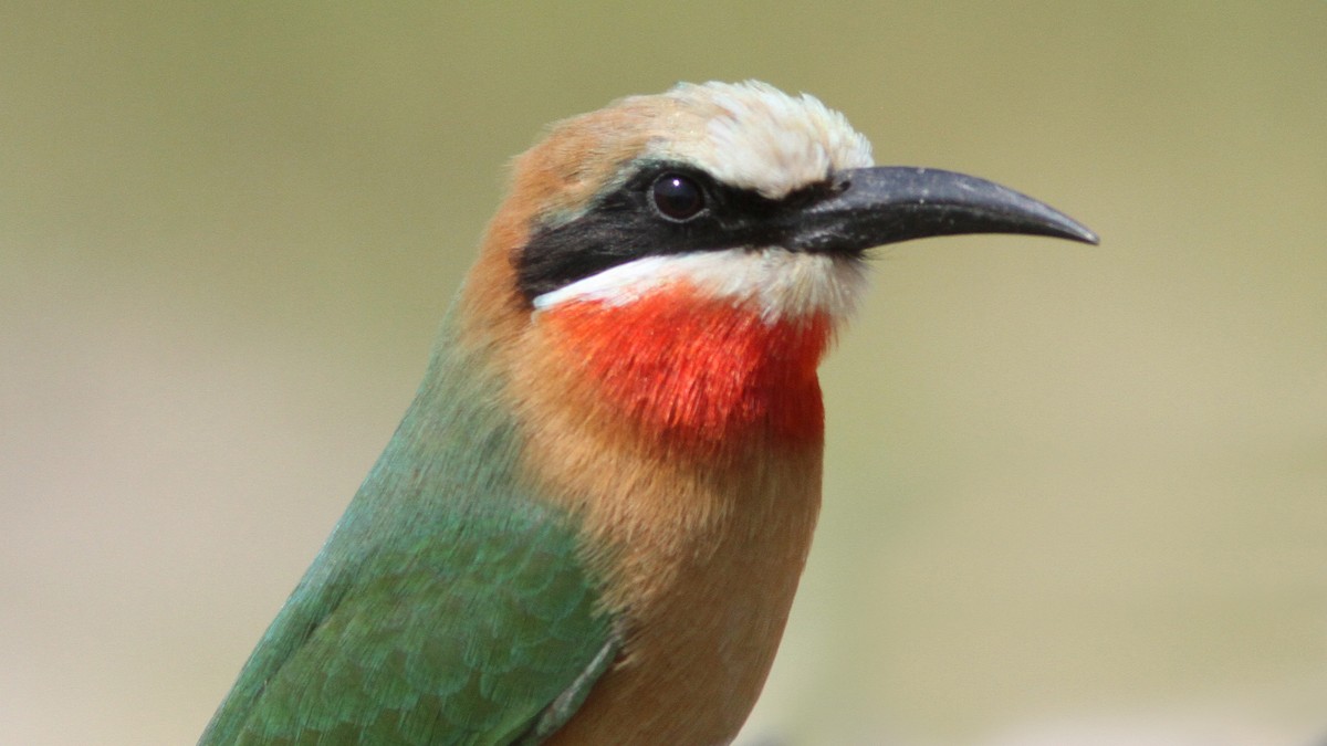 White-fronted Bee-eater - ML23770231