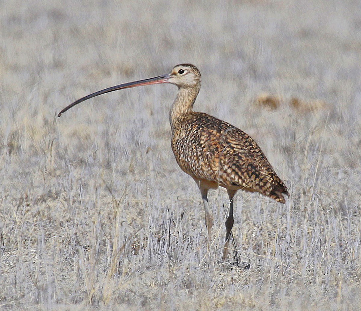 Long-billed Curlew - ML237702731