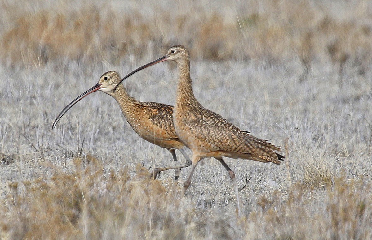 Long-billed Curlew - ML237702771