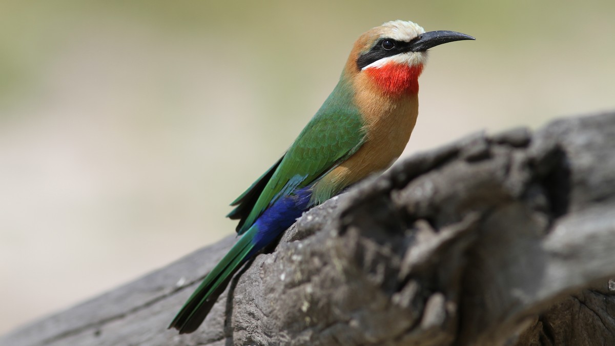 White-fronted Bee-eater - ML23770411
