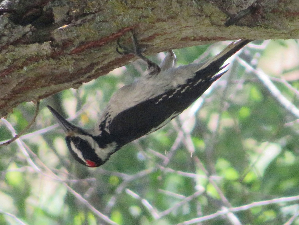 Hairy Woodpecker - TK Birder