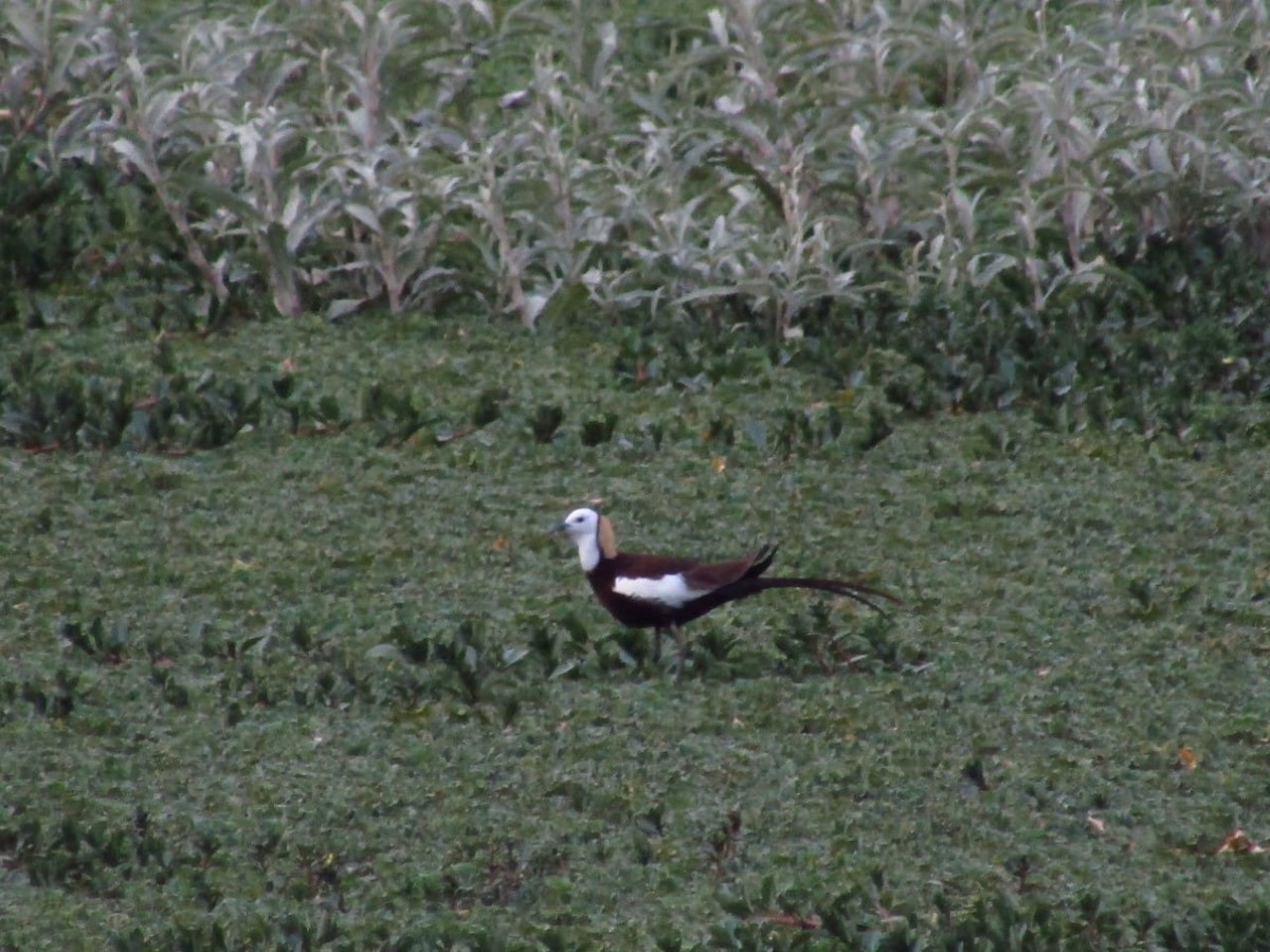 Pheasant-tailed Jacana - ML237705051
