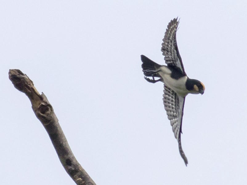 White-fronted Falconet - Michael Todd